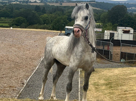 Garry the stunning sec a colt