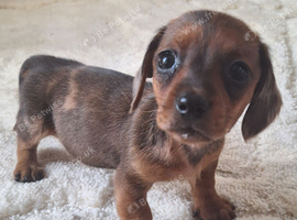 Dachshund puppies