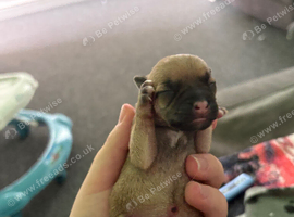 Staffy X Jack russell Puppies