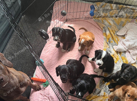 Beautiful Sprocker Puppies