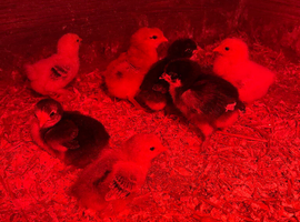 Chickens