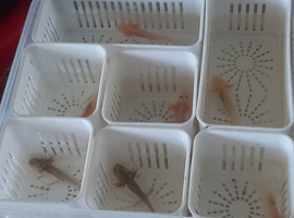 Baby axolotls
