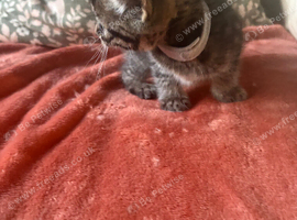 6 lovely tabby kittens