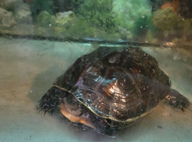 Selling my Chinese striped neck turtle