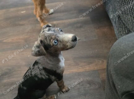 Female 10 week old Jack russell cross