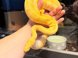 super Enchi Albino Butter. Royal python.