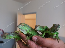 beautiful iguana
