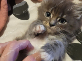 Beautiful Maine Coon x Ragdoll Boy
