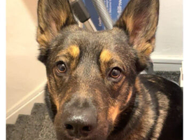 3 year old GSD x COLLIE