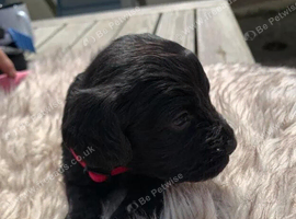 STUNNING F1 COCKAPOO PUPS