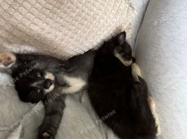 2 male kittens