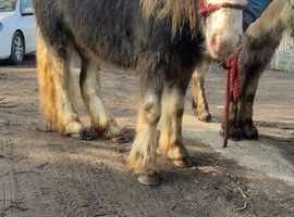 blagdon filly tgca registered