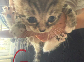 Kittens