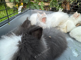Lionheads bunnies