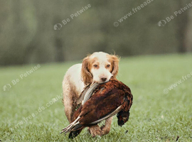 Beautiful Golden Working Sprocker Spaniel Puppies