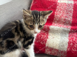 Kittens