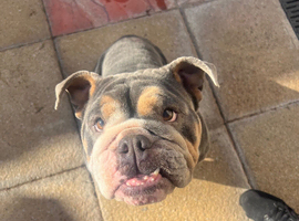 blue english bulldog
