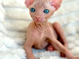 Little pink Canadian sphynx girl