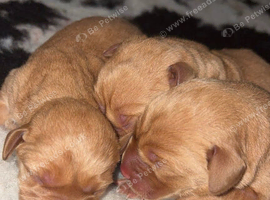 Fox red Labrador puppies