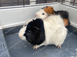 2 male Guinea pigs