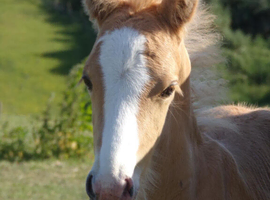 Palomino WPB colt