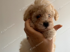 Beautiful toy poodle puppies! Edinburgh