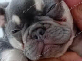 Puppy