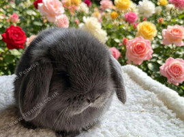 Blue mini lop
