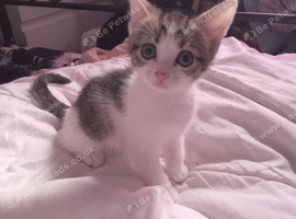2 tabby and white females
