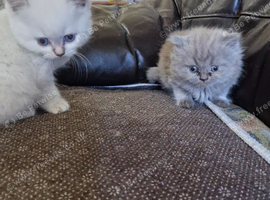 British short haired cross kittens for sale