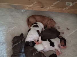 Working cocker spaniel puppies