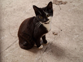 2  BOY kittens in desperate need of a family home