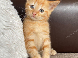 Ginger boy kitten