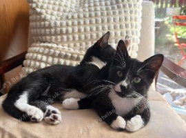 lovely kittens - 1 boy & 1 girl. black and white