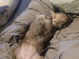 Stunning mearle mastiff female puppy