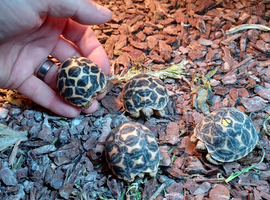 INDIAN STAR BABIES UK BRED SEPTEMBER 2025