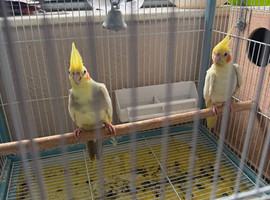 Pair of cockatiels