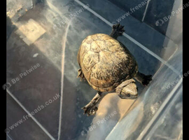 Turtle
