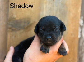 Dachshund/pomeranian puppies