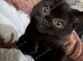 Chocolate British short-hair female 16 week