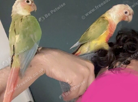 Pineapple Conure Pair - Male & Female - 18 Months Old