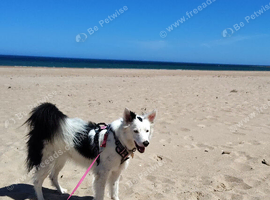 2 male border collie puppies for sale