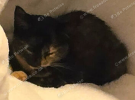 5 month old female kitten for sale