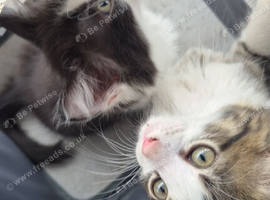 Tabby kitten and black and white kitten