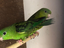 2024 pair lineolated parakeets split for yellow with DNA&rsquo;s