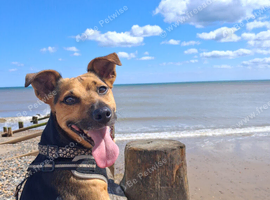 5 year old Jack Russel for Stud.