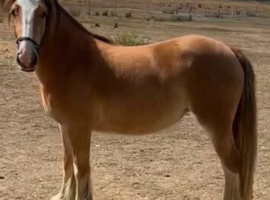 2 year old filly