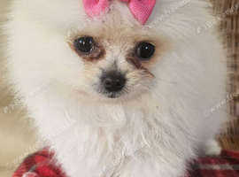 Only 1 now Beautiful pomeranian puppies