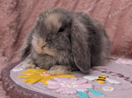 Mini lop boys