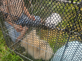 2male rabbits
